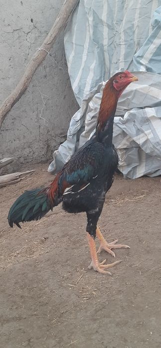 dakan  jo'jalar sotiladi