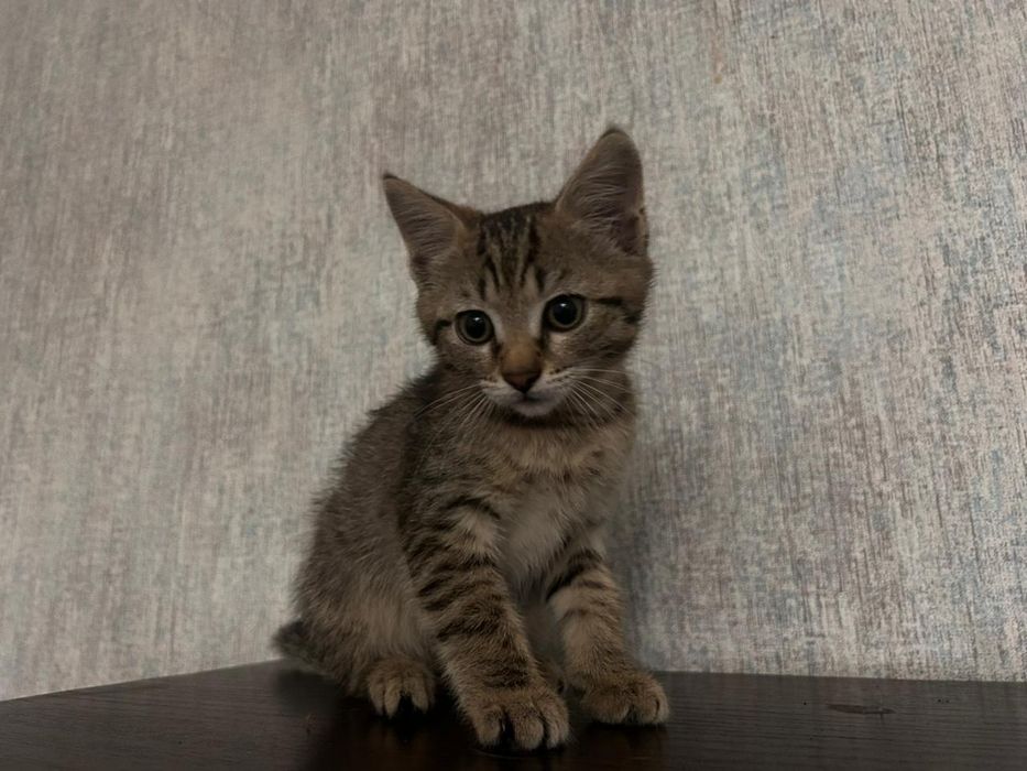Ищем дом котенку