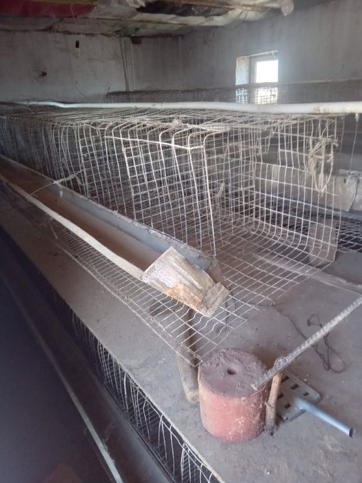 Tug'adigan tovuqlar un setka keliwiladii