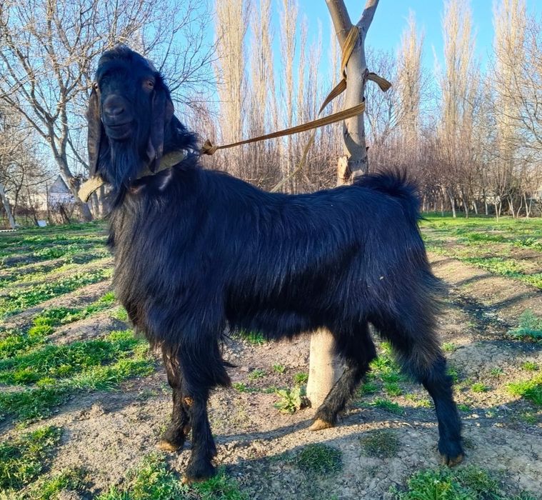 Индийский козёл БИТАЛ