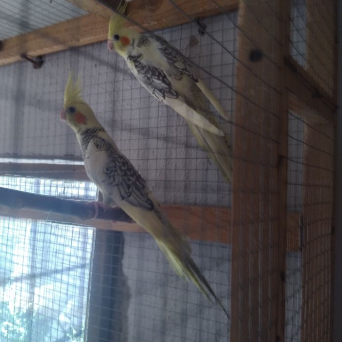 Попугай Карелла птенец