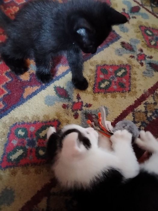 Котёнка отдам даром