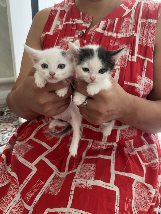 Котята отдам бесплатно