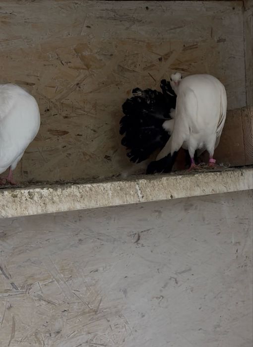 Павлины самки чернохвостые!