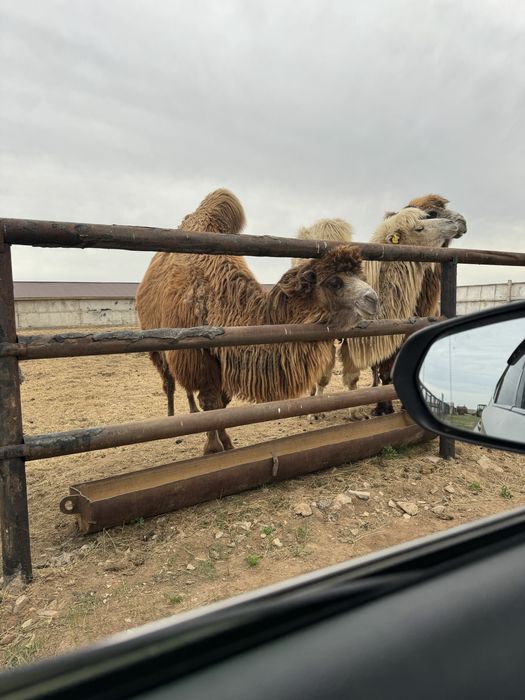 Продам Верблюдов