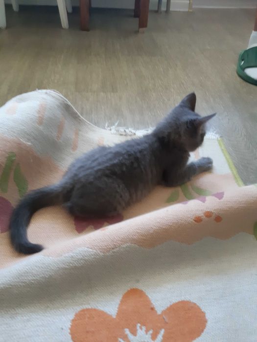 Котёнок дымчатый