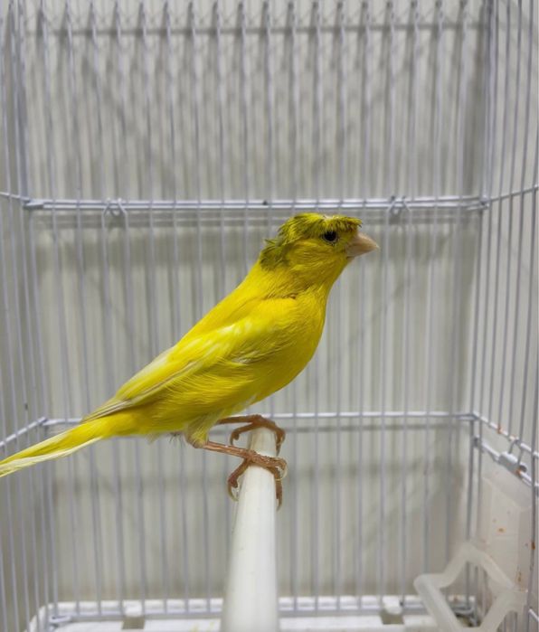 Kanareyka nar Канарека zor sayridi