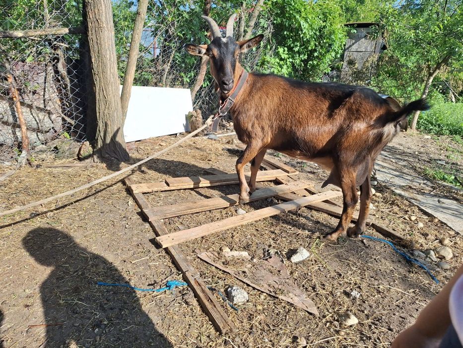Capra Alpin Francez