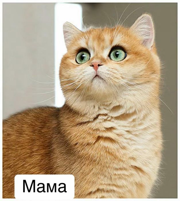 Продам котят породистые