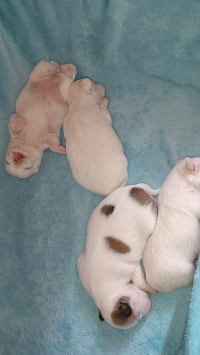 Крошки чихуахуа  щенки