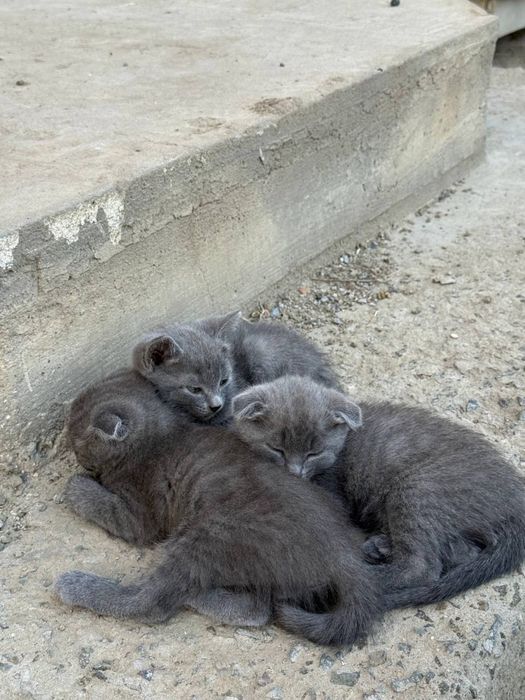 Котята в добрые руки