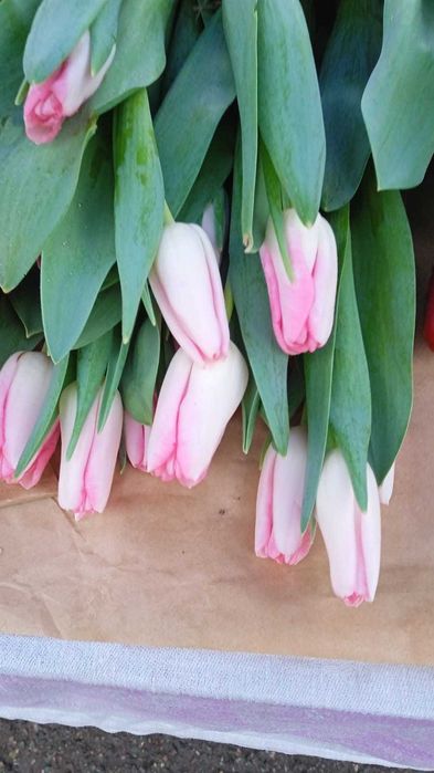 Тюльпаны Голондские