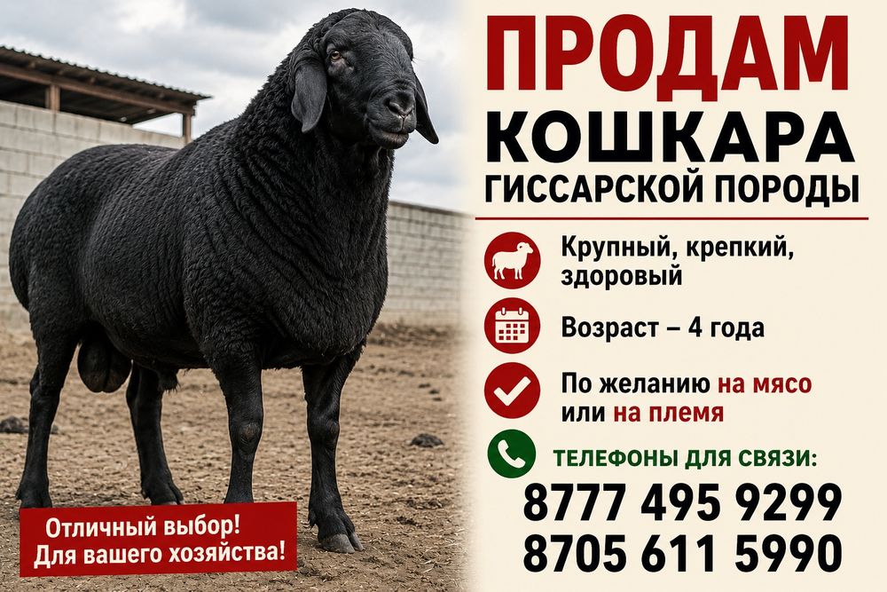 Продам кошкара! Гиссар