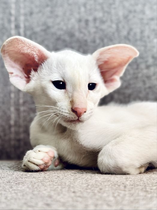 Ориентальная кошка петерболд