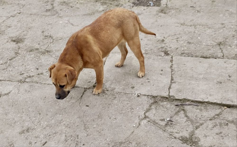 Donez cățel – metis Labrador + Amstaff