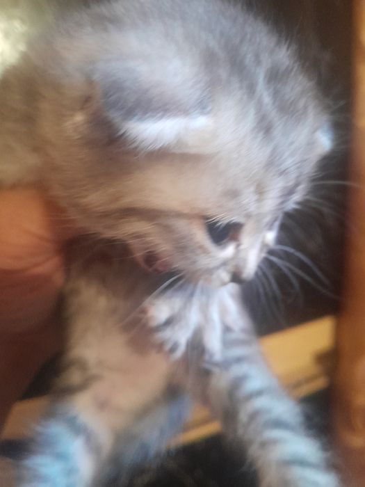 Одам котят в хорошие руки