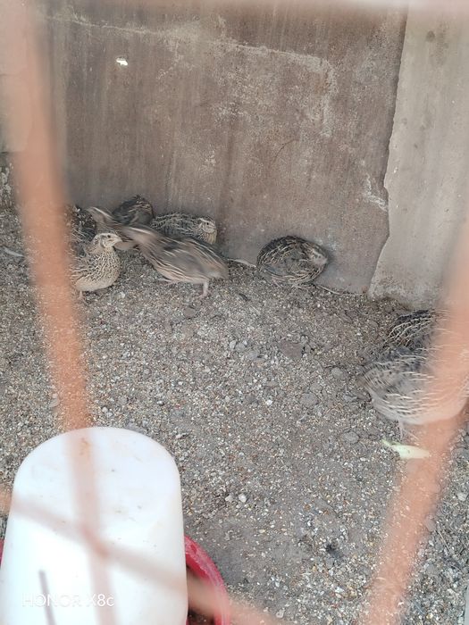 Сайроки  Беданалар ЧИРЧИКДА СОТИЛАДИ