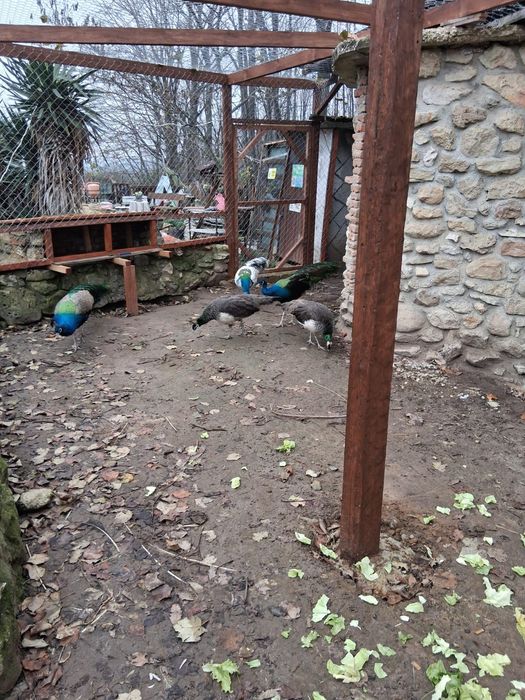 Паун / Пауни / индийски пауни