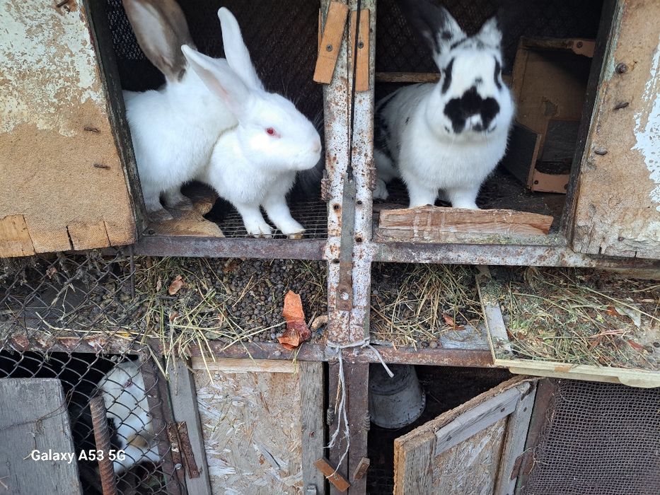 Продам кроликов!