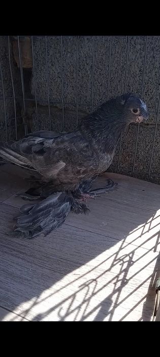 Челкар самец 6-7 месяцев