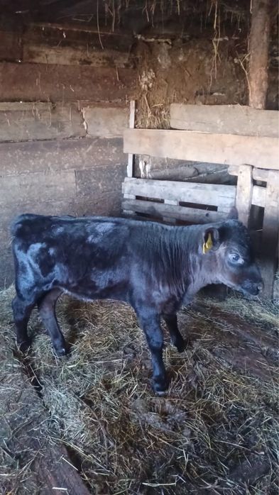 Корова дойная с теленком