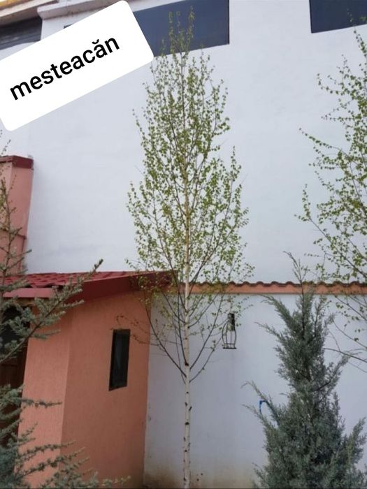 Mesteacan alb - tei argintiu - platani- stejar verde-frasin- artar ve