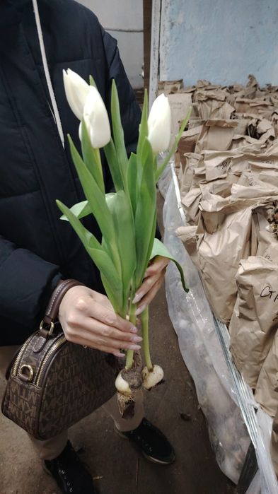 Тюльпаны с теплицы оптом голландские сорта