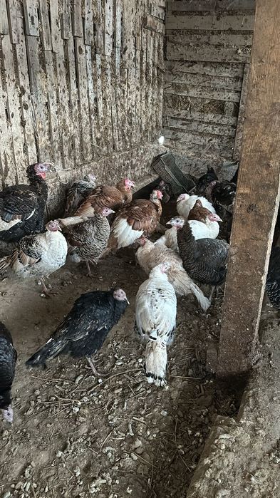 индюки пол года/год