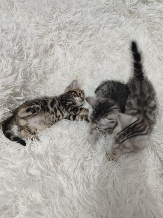 Продаются бенгальские котята