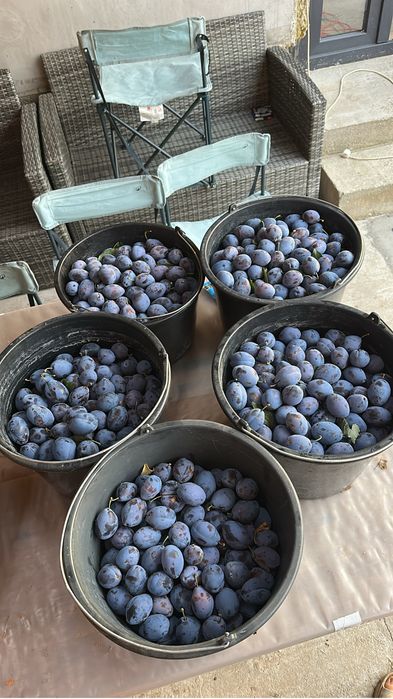 Prune pentru țuică si consum