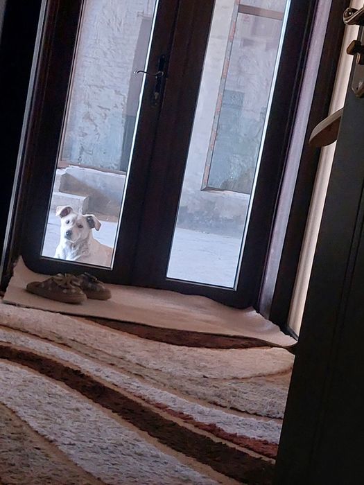 Пристраивается в добрую хорошую семью очень красивая девочка