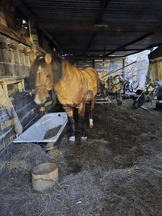 8 жасар айгыр сатылады