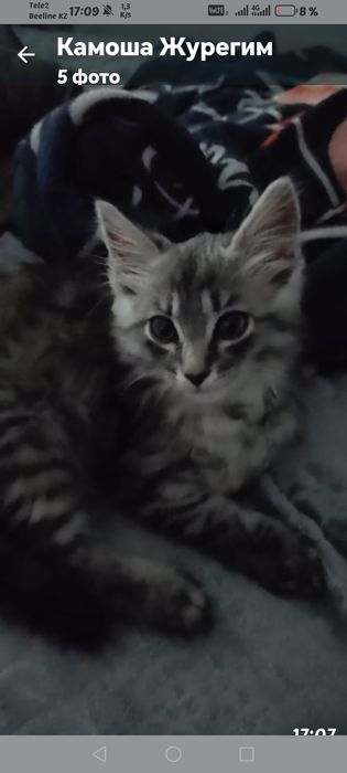 Продам котёнка 7 месяцев