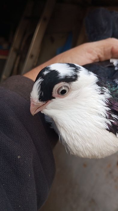 Vând porumbei Galateni Albastru și Negru