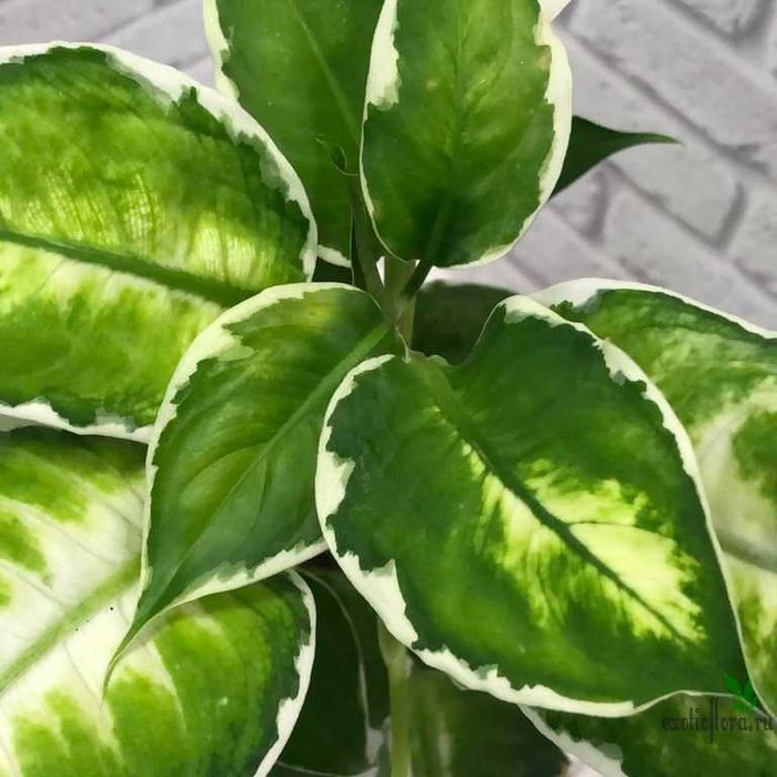 Разные комнатные цветы