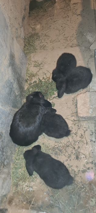 Zotdor quyon bolalari