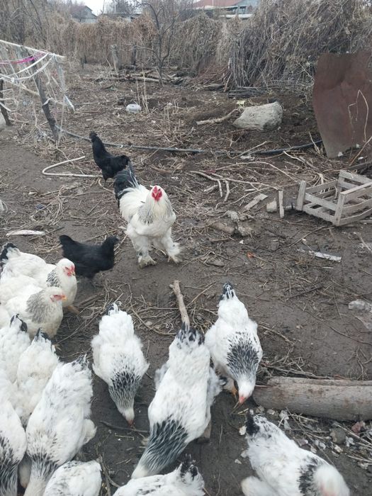 Светлая брама Птицы спокойные, неприхотливые, хорошо переносят холод