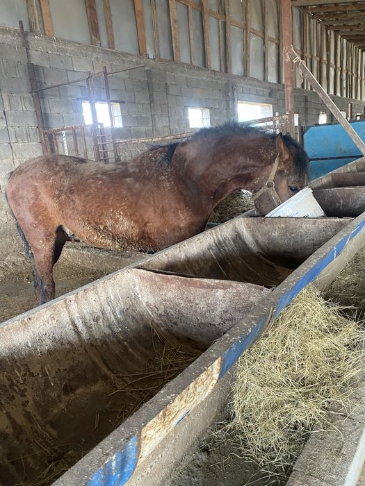 Продам жеребчика