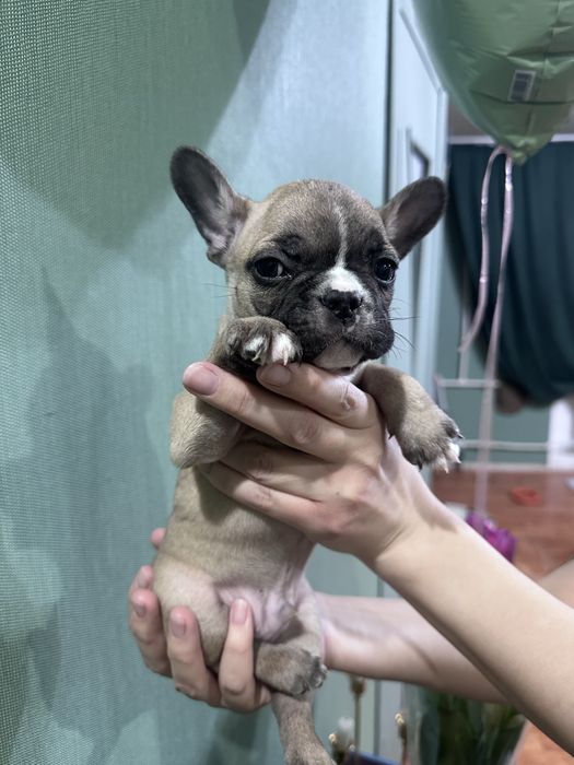 Французский  бульдог