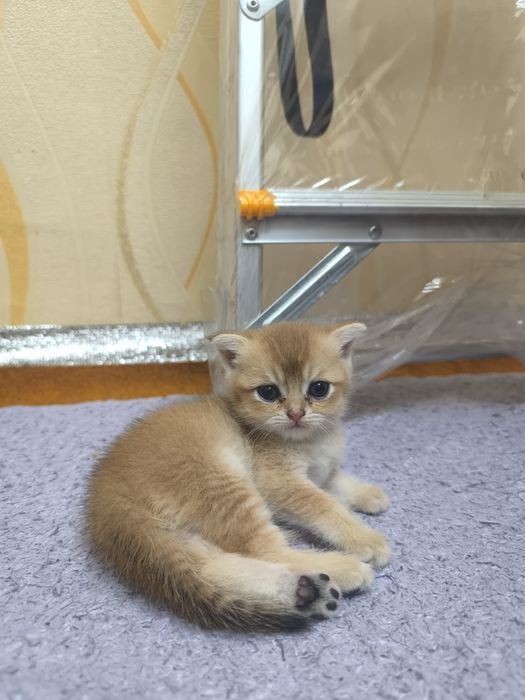 Мушук сотилади 2 ойлик