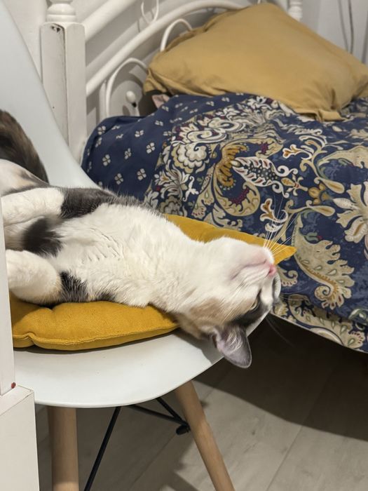 Отдам кошку в добрые руки