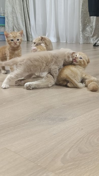 Породистые котята