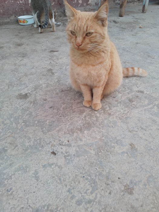 Отдаю кошечку в добрые руки