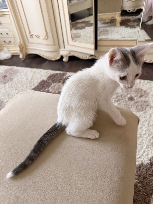 Котенок в добрые руки