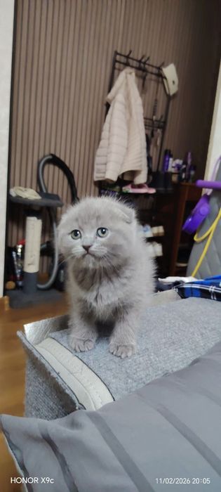 Вислоухие Шотландские котята от правельной вязки в подарок своим любим