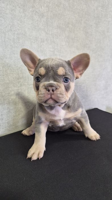 Продам французский бульдог