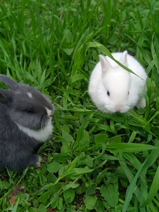 Кролик Декартивный
