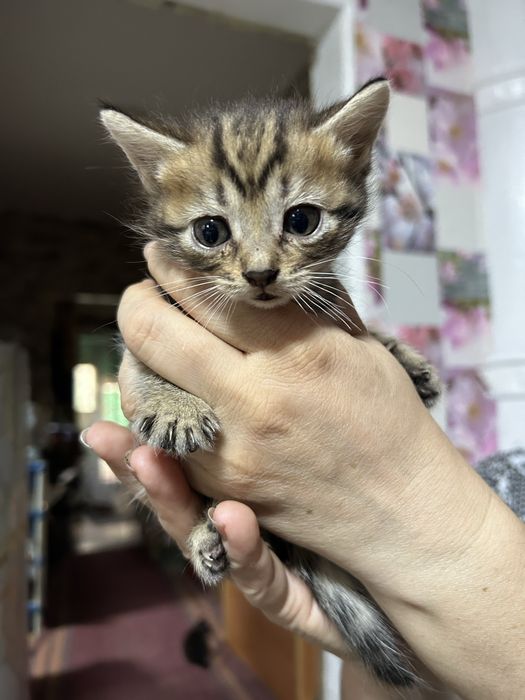 Отдам котят в добрые руки