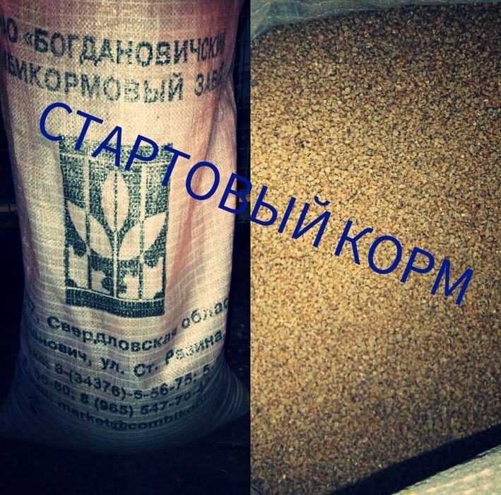 Цыплята  Бройлер.