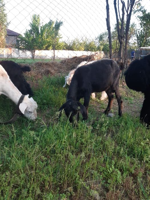 Ассалаумағалайкум ешкі лақтар сатылады